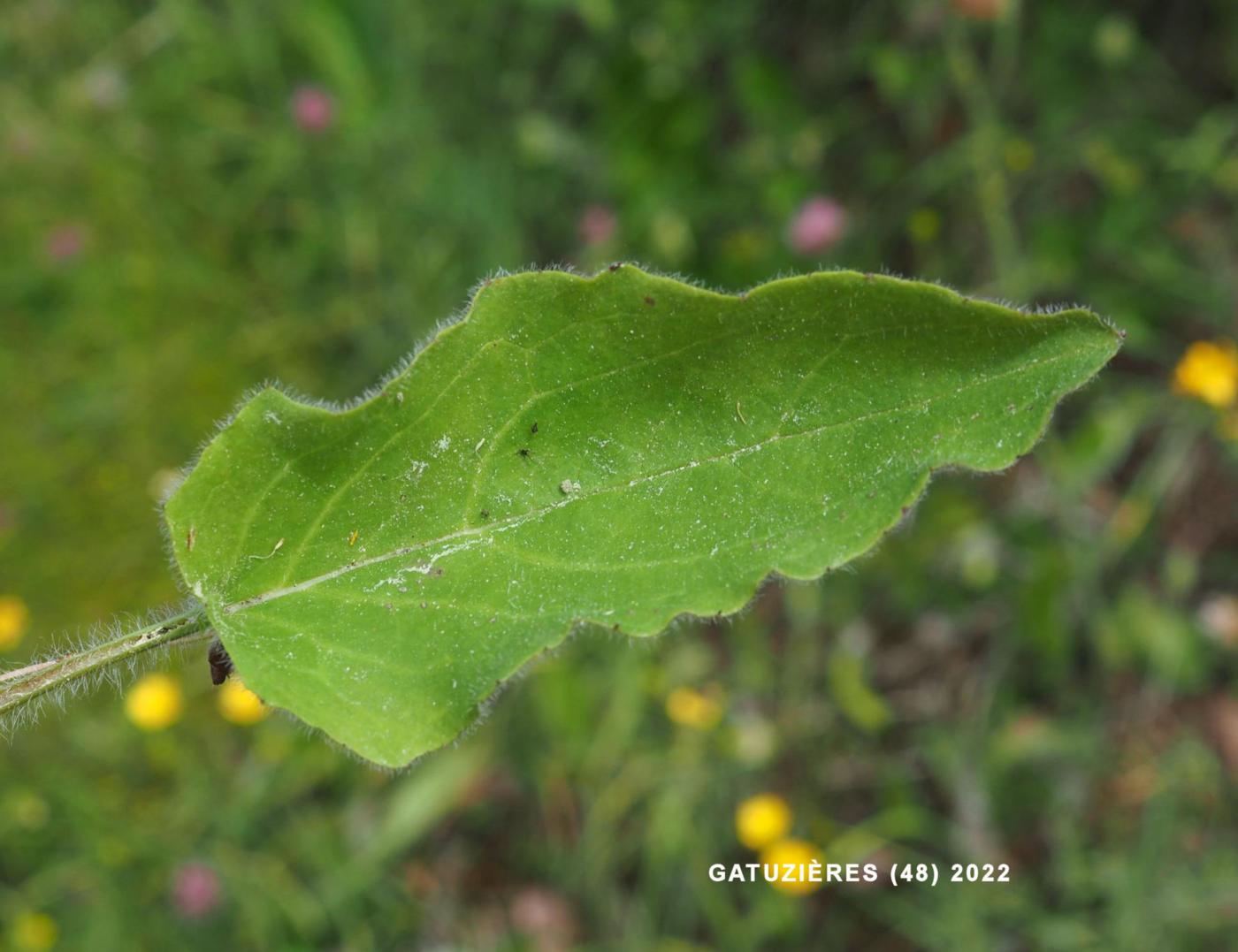 Hawkweed, Cvenol leaf